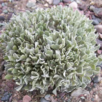 Eriogonum ovalifolium